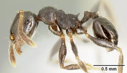 Pheidole mackayi - JTLC000007340
