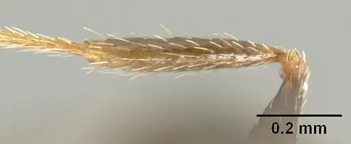 Pheidole mackayi - JTLC000007340