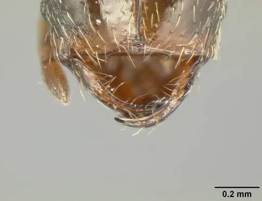 Pheidole mackayi - JTLC000007341