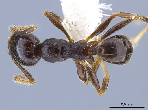 Pheidole mackayi - JTLC000007342