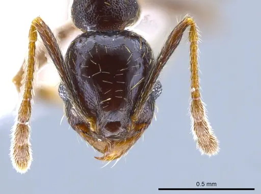 Pheidole mackayi - JTLC000007342