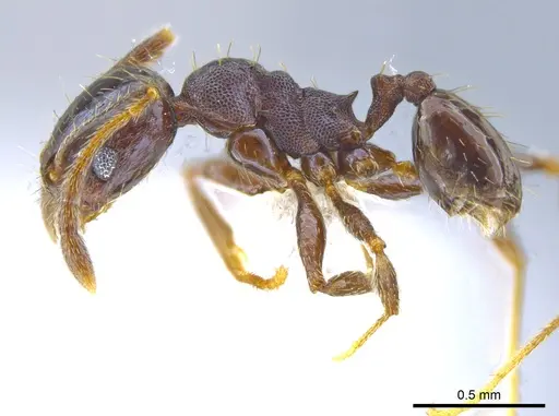Pheidole mackayi - JTLC000007342