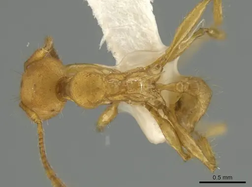 Pheidole macracantha specimen
