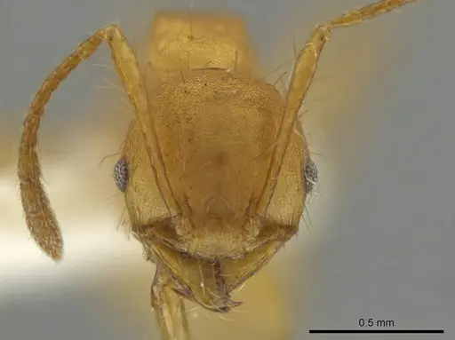 Pheidole macracantha specimen