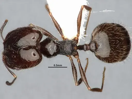Pheidole macrops specimen