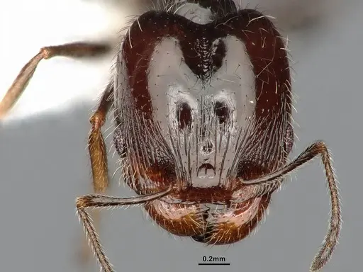 Pheidole macrops specimen