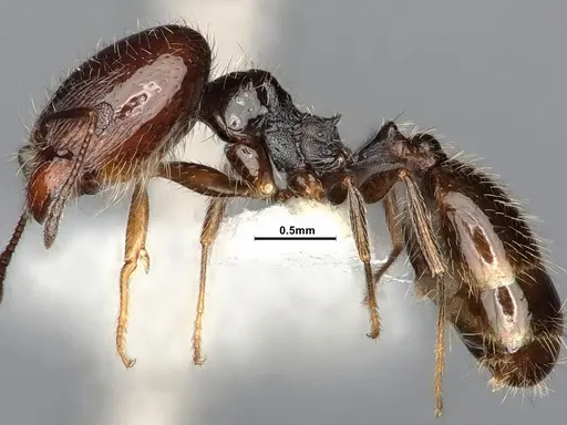 Pheidole macrops specimen