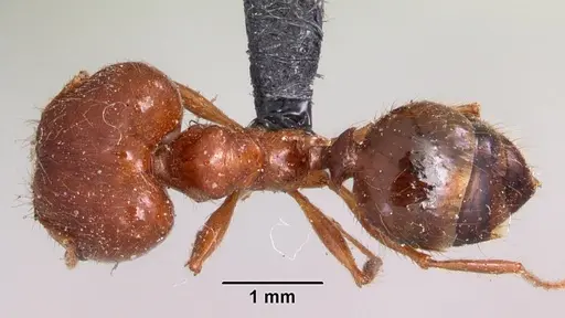 Pheidole madecassa specimen
