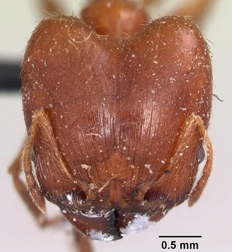 Pheidole madecassa specimen