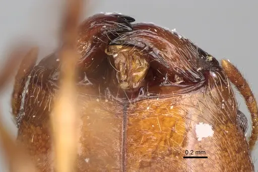 Pheidole madecassa specimen