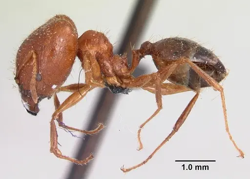 Pheidole madecassa - CASENT0101707