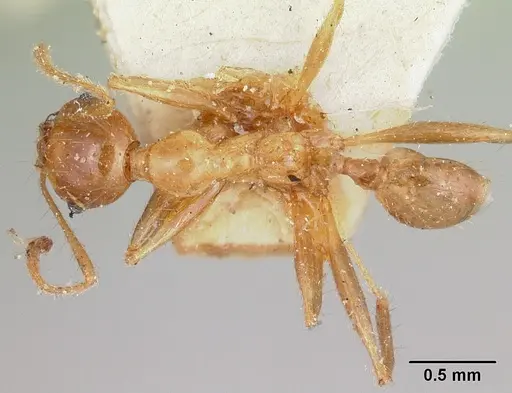 Pheidole madecassa - CASENT0101897