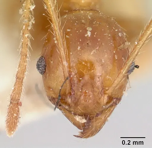 Pheidole madecassa - CASENT0101897