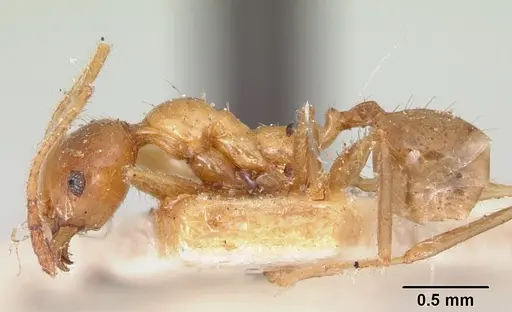 Pheidole madecassa - CASENT0101897