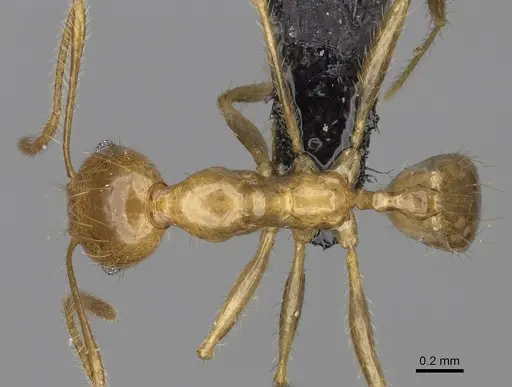 Pheidole madecassa - CASENT0162735