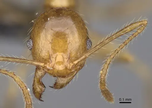 Pheidole madecassa - CASENT0162735