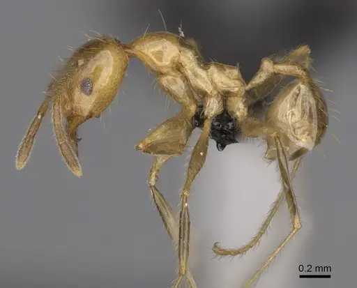 Pheidole madecassa - CASENT0162735