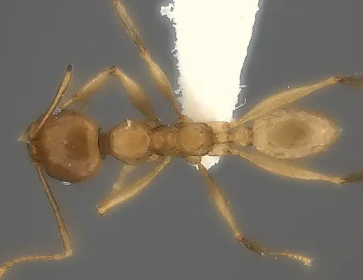 Pheidole madecassa - CASENT0235032