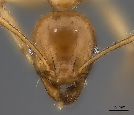 Pheidole madecassa - CASENT0235032