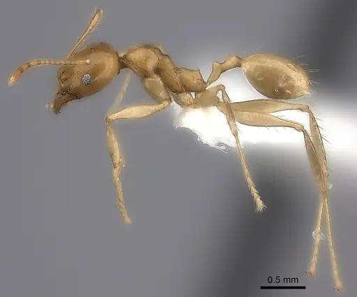 Pheidole madecassa - CASENT0235032