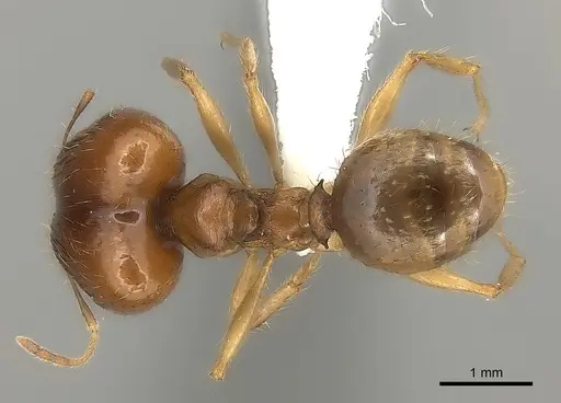 Pheidole madecassa - CASENT0235033