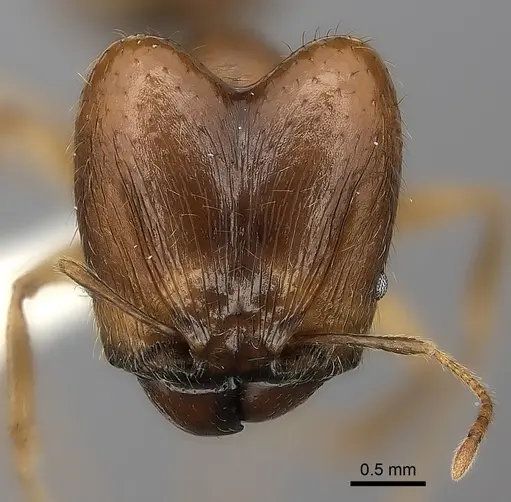 Pheidole madecassa - CASENT0235033