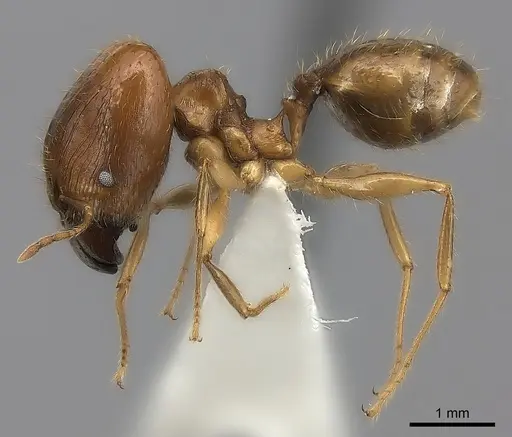 Pheidole madecassa - CASENT0235033