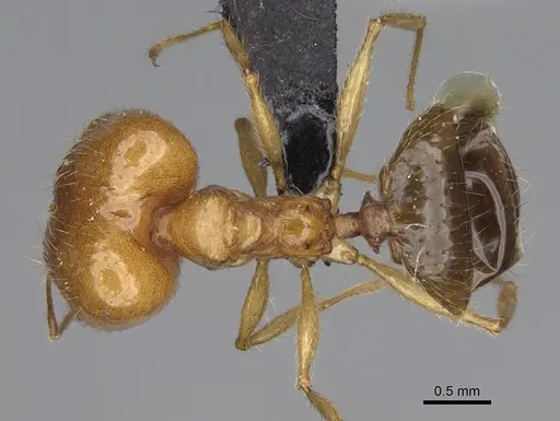 Pheidole madecassa - CASENT0923255