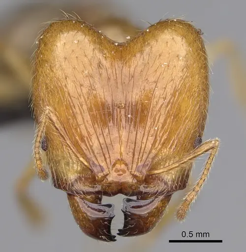 Pheidole madecassa - CASENT0923255
