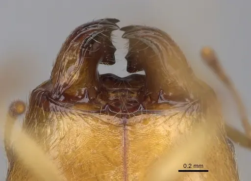 Pheidole madecassa - CASENT0923255