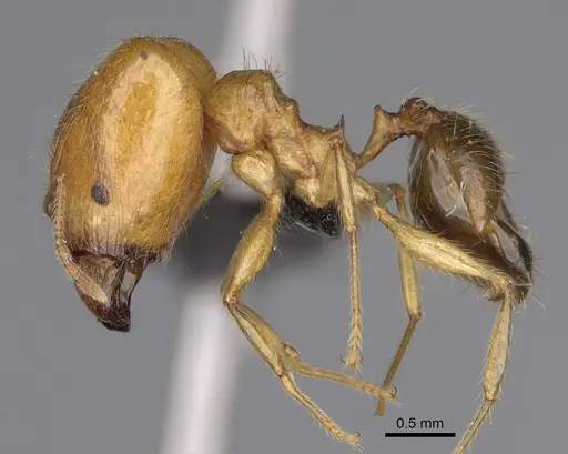 Pheidole madecassa - CASENT0923255