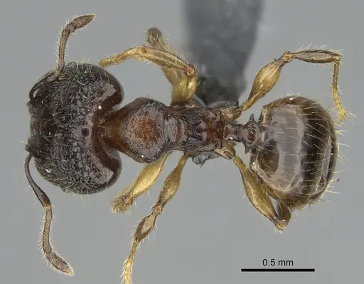Pheidole madinika specimen