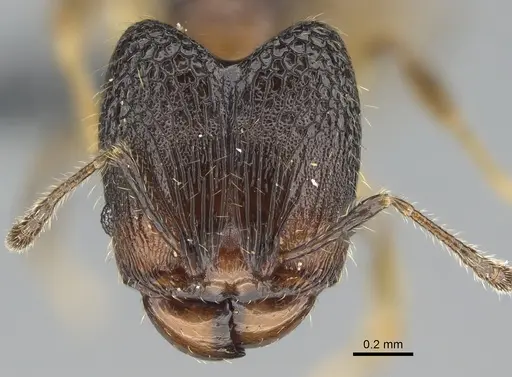 Pheidole madinika specimen