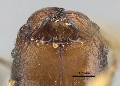 Pheidole madinika specimen