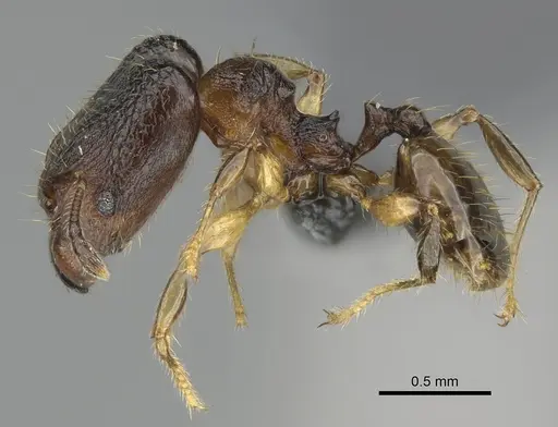 Pheidole madinika - CASENT0808089