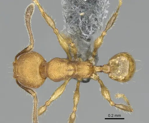 Pheidole madinika - CASENT0923166