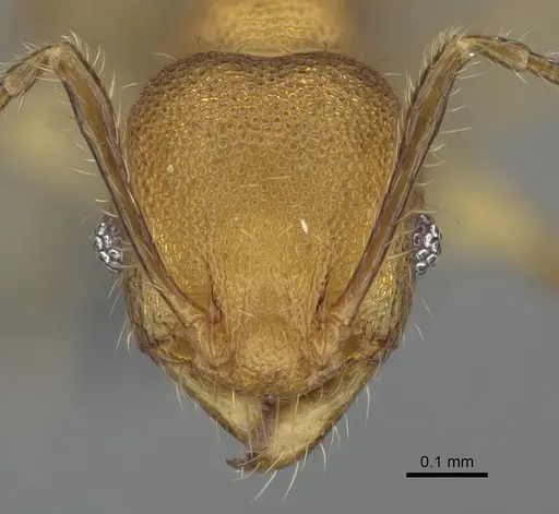 Pheidole madinika - CASENT0923166