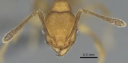 Pheidole madinika - CASENT0923166