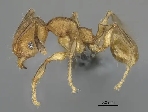 Pheidole madinika - CASENT0923166