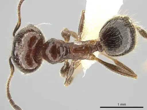 Pheidole madrensis specimen