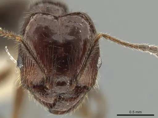 Pheidole madrensis specimen