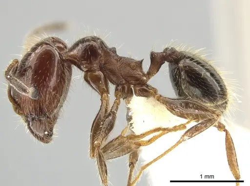 Pheidole madrensis specimen