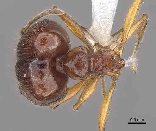 Pheidole magna specimen