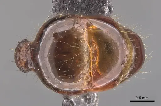 Pheidole magna specimen