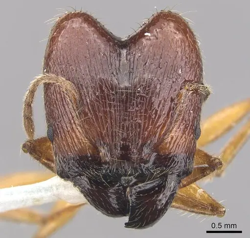 Pheidole magna specimen