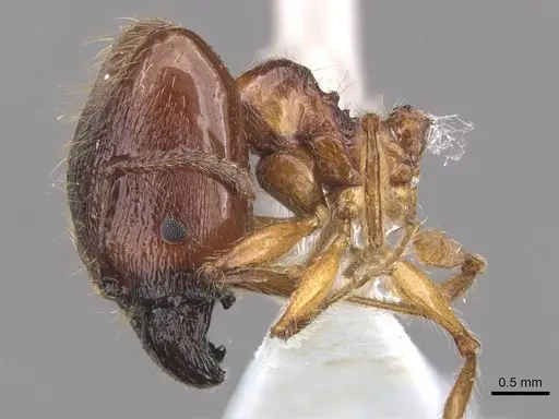 Pheidole magna - CASENT0905883