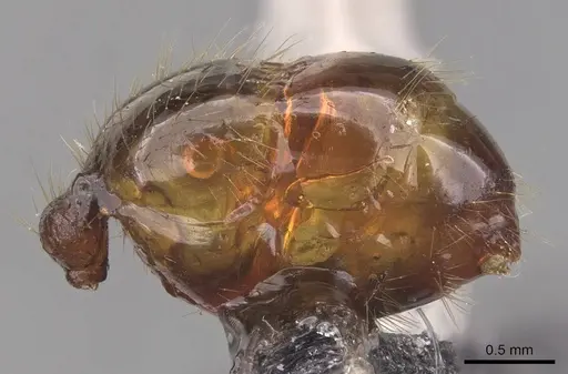 Pheidole magna - CASENT0905883