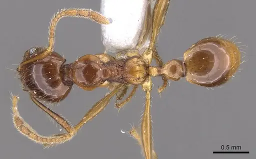 Pheidole magna - CASENT0905884