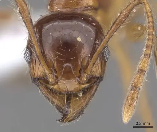 Pheidole magna - CASENT0905884