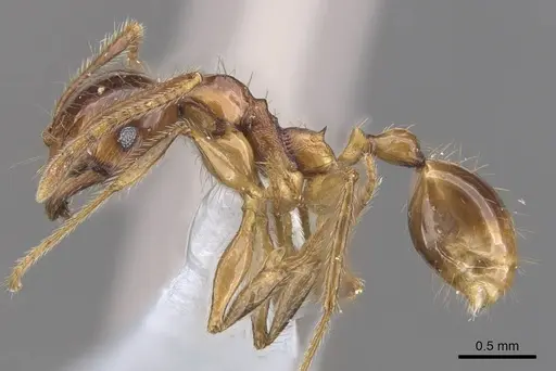 Pheidole magna - CASENT0905884